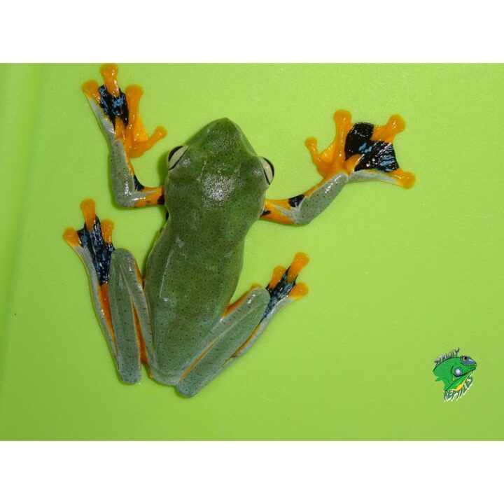 Reindwardts Flying Frog back
