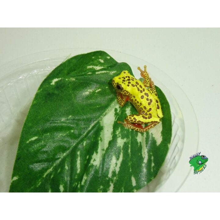 Reticulated Clown Tree Frog