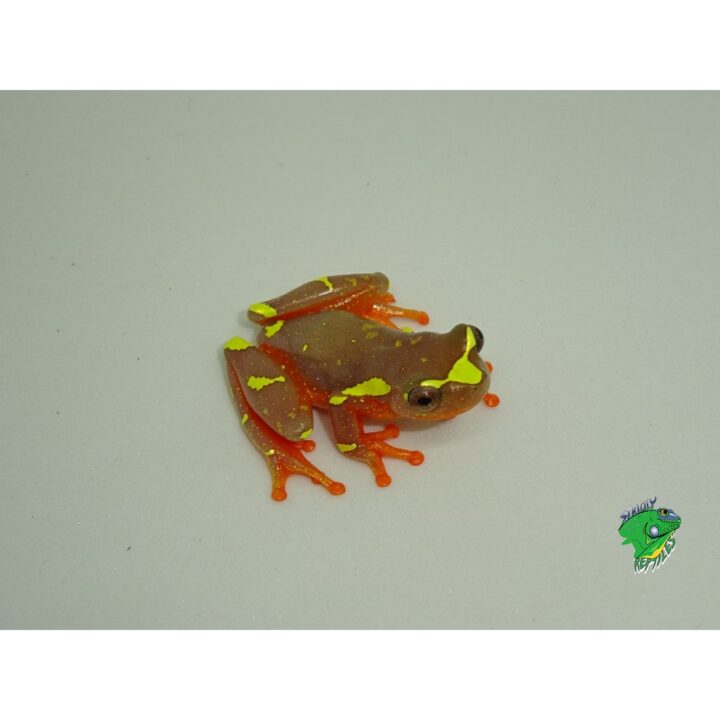 Shreve's tree frog side