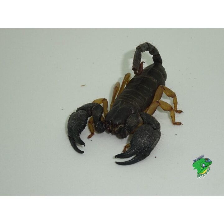 Tri Colored Burrowing Scorpion