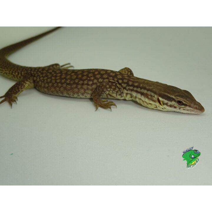 Yellow Spinytail Monitor juvenile