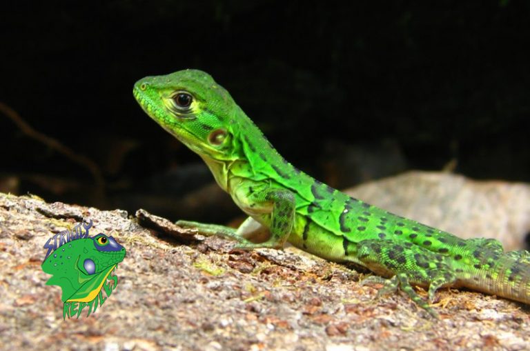 Cheap Baby Iguanas And Iguana Lizards Strictly Reptiles Inc.