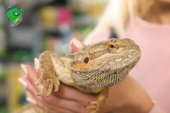 Where To Buy Pet Reptiles Online – Strictly Reptiles Inc.