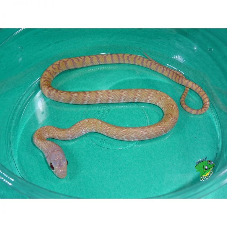 Albino White Sided Black Rat Snake - baby - Strictly Reptiles Inc.