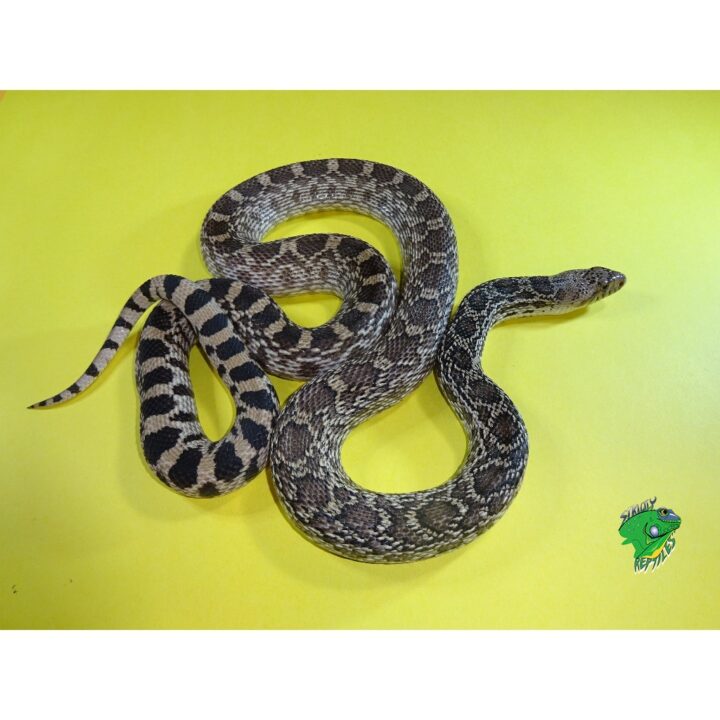 Ananthic Bull Snake