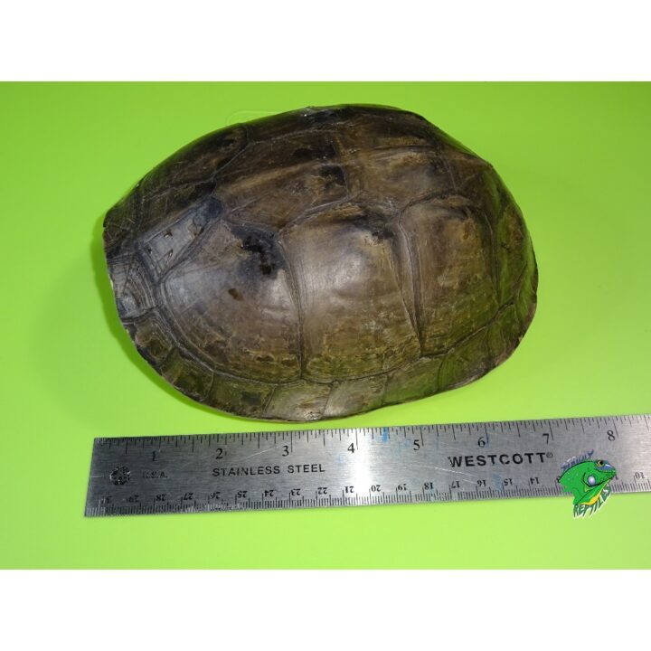 Asian Box Turtle adult 7 inch