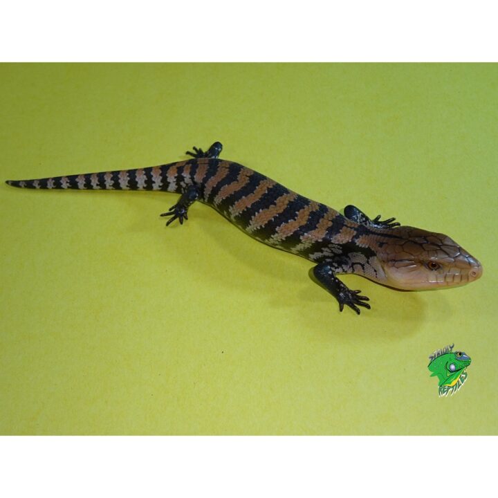 blue tongue skink stuffed animal