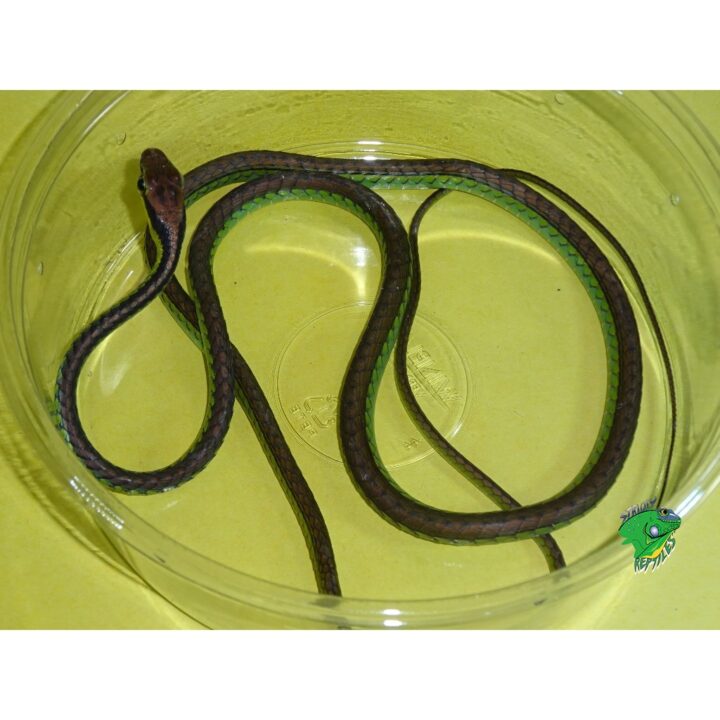 Ornate Bronze Back Snake