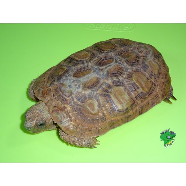 Pancake Tortoise - Adult Males SPECIAL - Strictly Reptiles Inc.