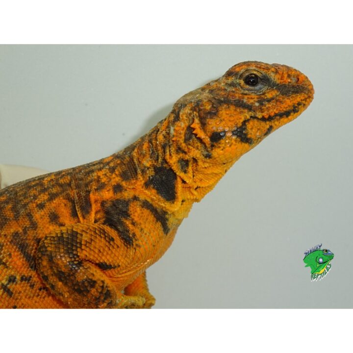 Red Niger Uromastyx exception face