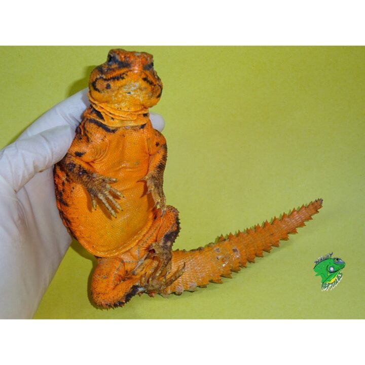 Red Niger Uromastyx exceptional color belly