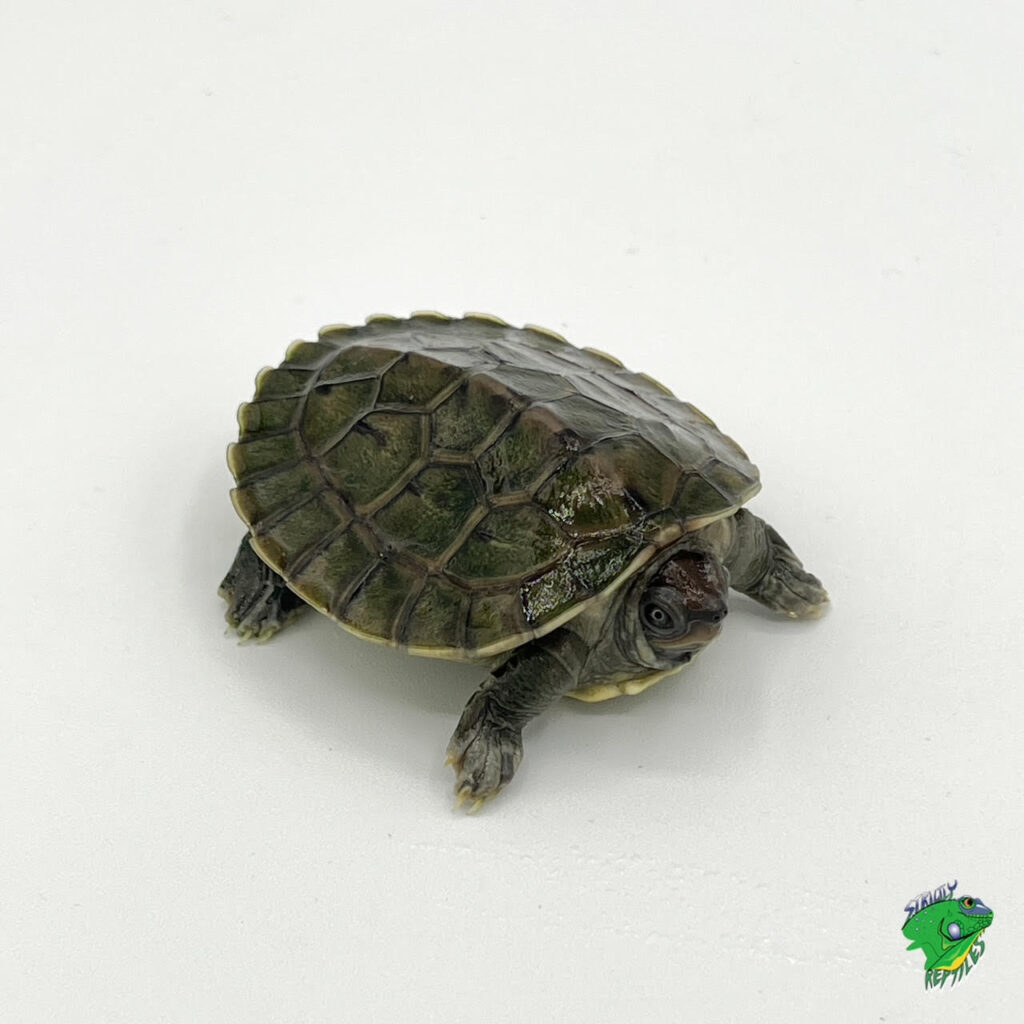 Borneo River Turtle - cb baby - Strictly Reptiles