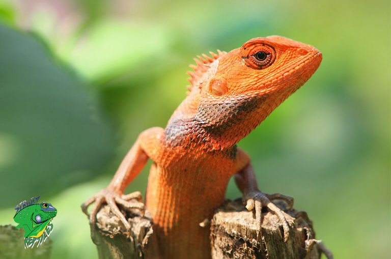 Live Reptiles For Sale Online – Strictly Reptiles Inc.