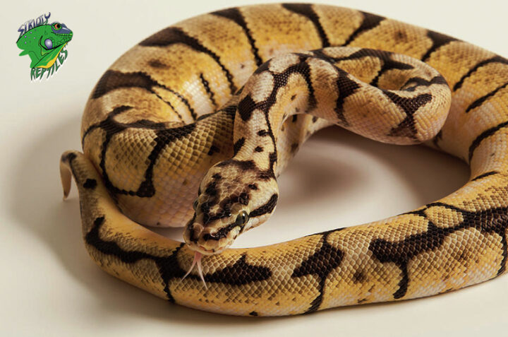 Real Snakes For Sale – Strictly Reptiles Inc.