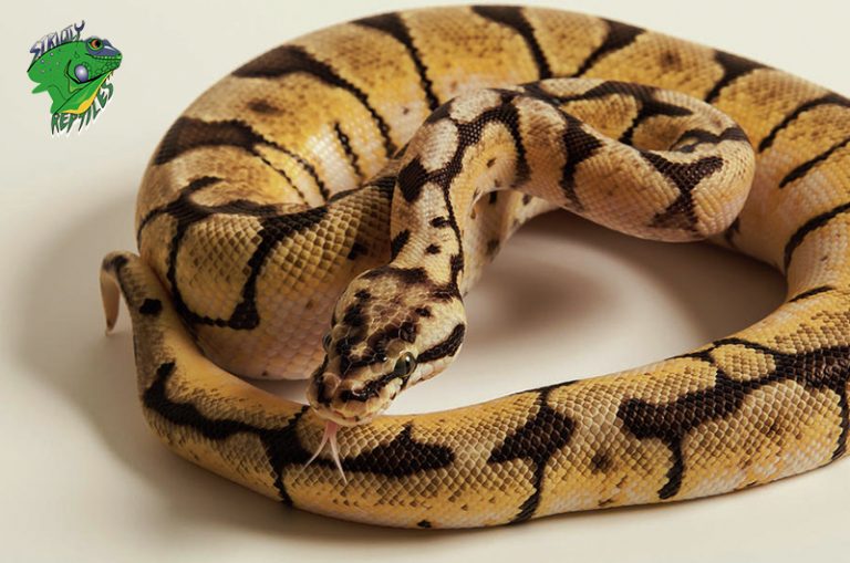 Baby Snakes For Sale – Strictly Reptiles Inc.