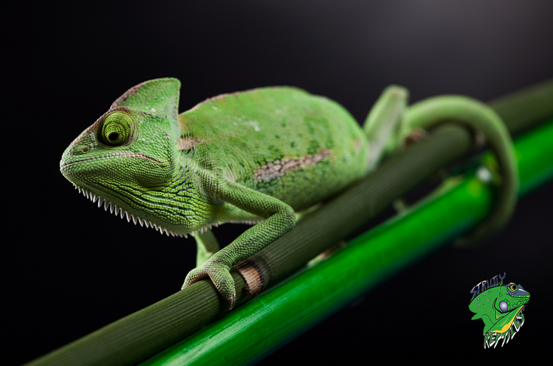 Pet Reptiles for Sale Online – Strictly Reptiles Inc.