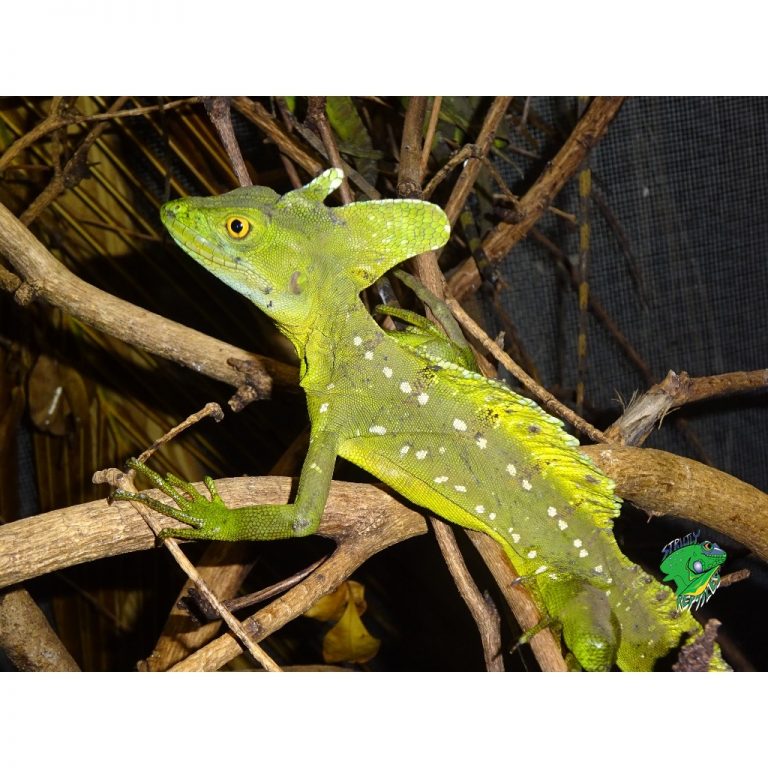 Green Basilisk adult male Strictly Reptiles Inc.