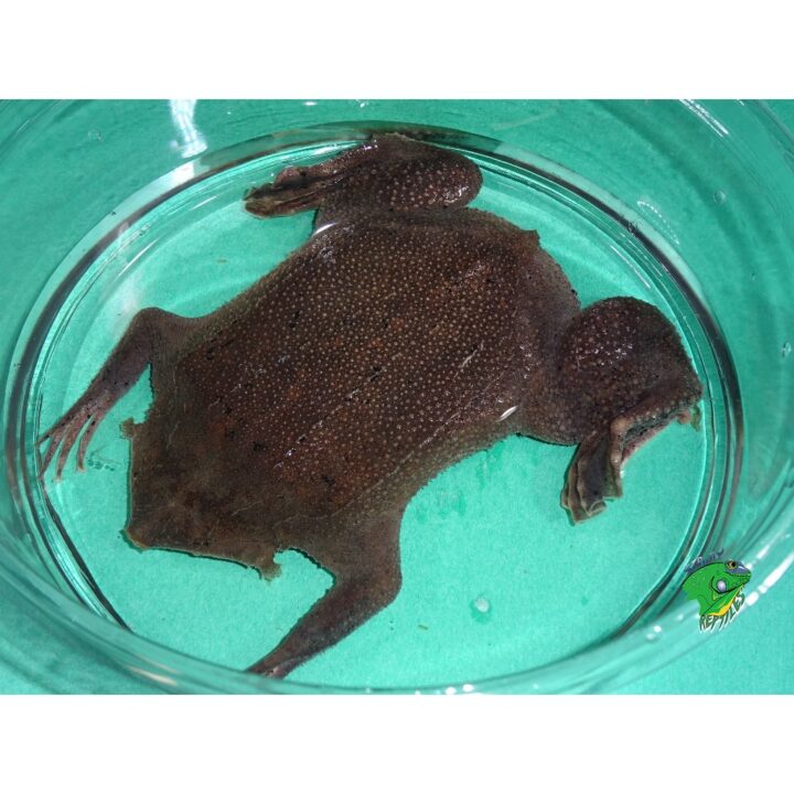 Suriname Toad 2