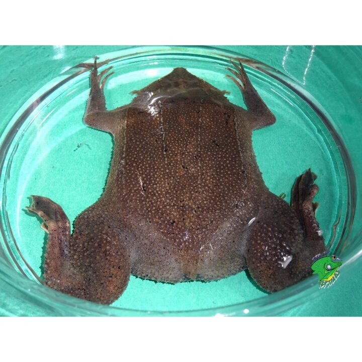Suriname Toad big butts