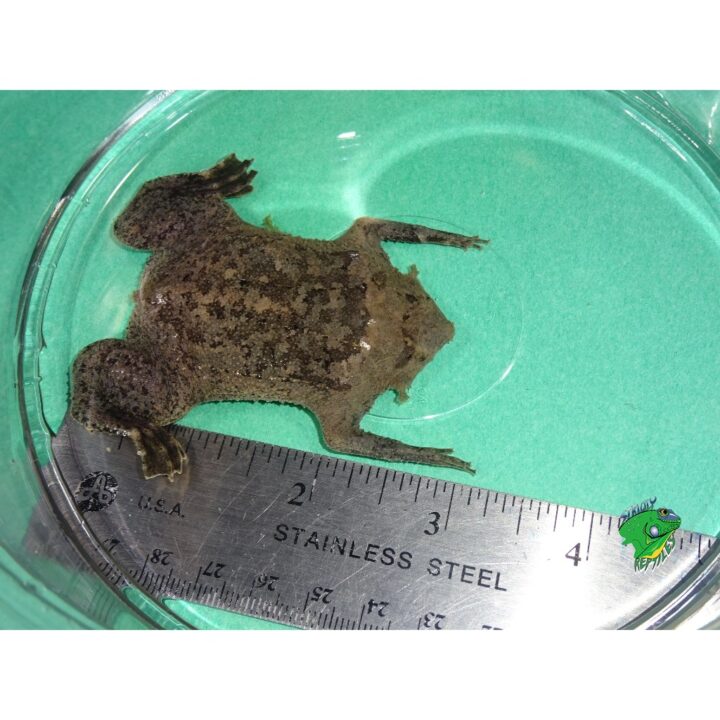 Suriname Toad smaller size