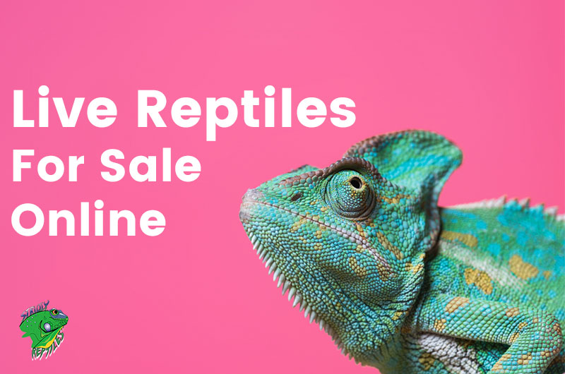 Live Reptiles For Sale Online