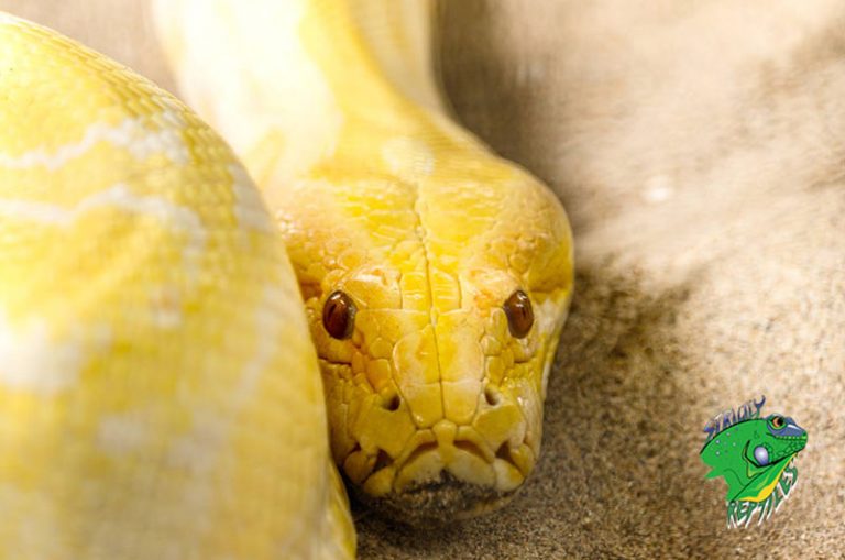 Cheap Snakes for Sale Online | Pet Snakes For Sale