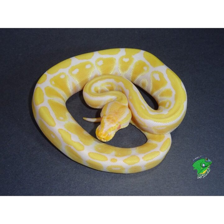 yellow python toy