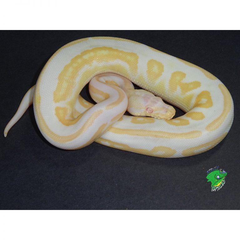 Cinnamon Albino Ball Python Hatchling Strictly Reptiles