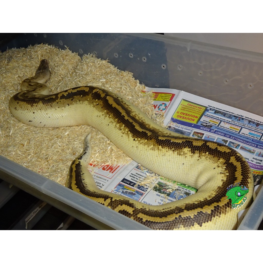 Ivory Blood Python - Adult.