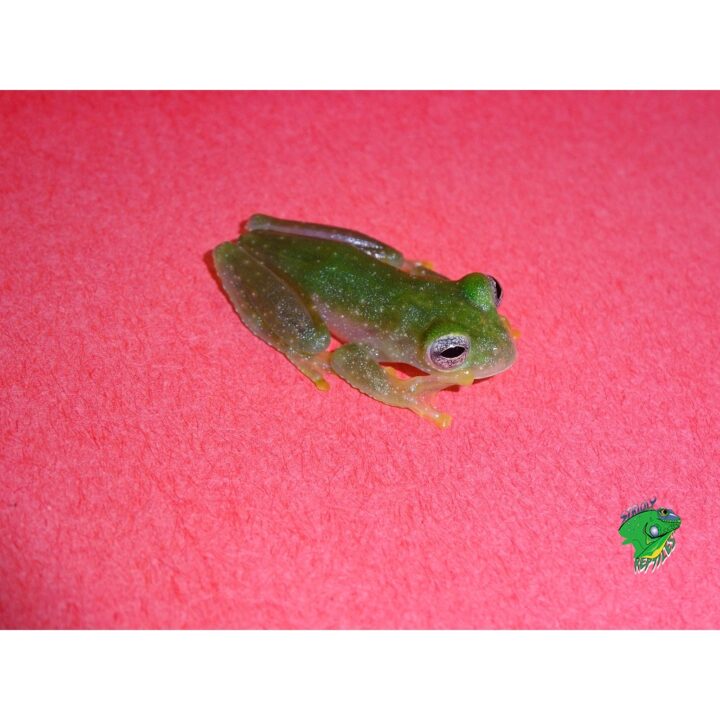 Powdered Tree Frog