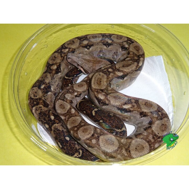 Sonoran Boa 3 foot