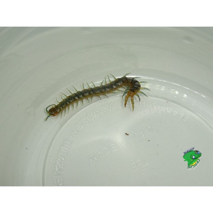 Sonoran Green Centipede