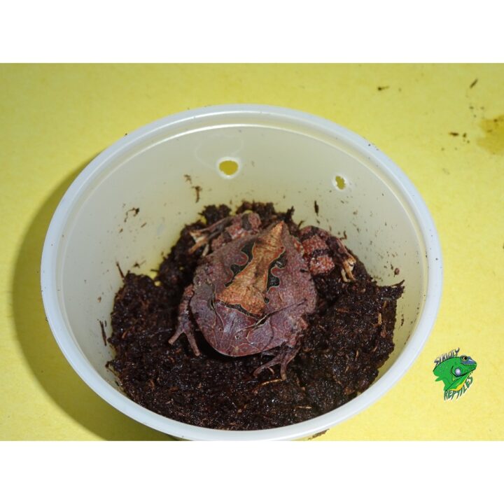 Suriname Horn Toad brown in cup