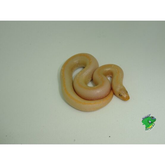 Albino Kenyan Sand Boa Striped baby