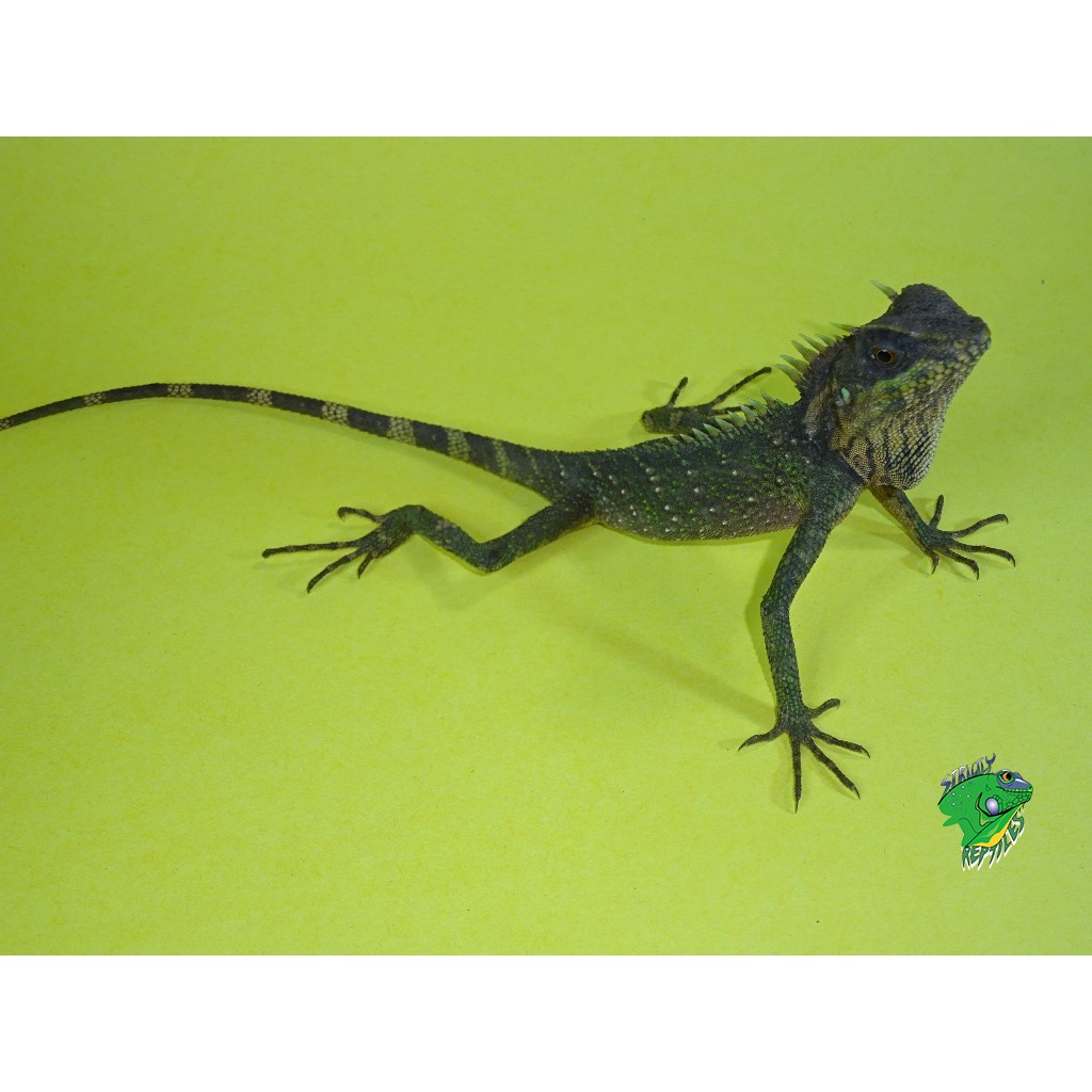 Natal’s Mountain Horn Lizard – juvenile to adult – Strictly Reptiles Inc.