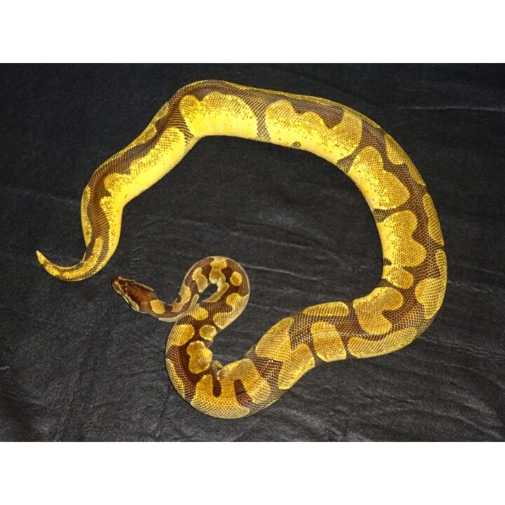 Orange Dream Enchi F