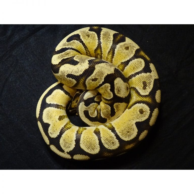 Orange Dream Vanilla Yellow Belly Ball Python - 1500g Female - Strictly ...