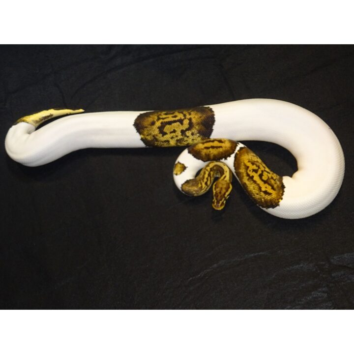 Pastel Leopard Pied F