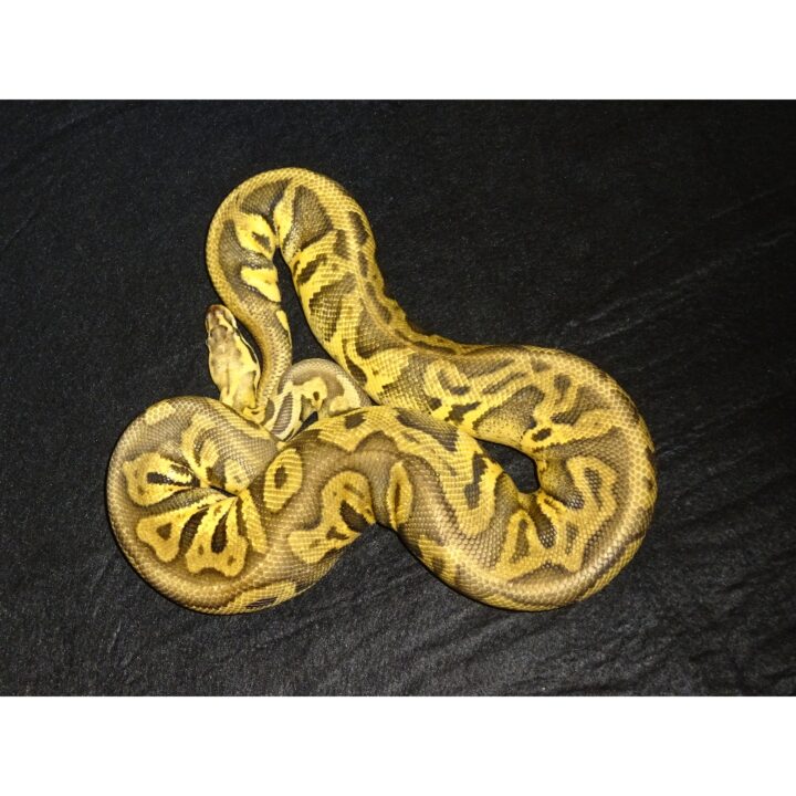 Super Fly Leopard Het Clown F