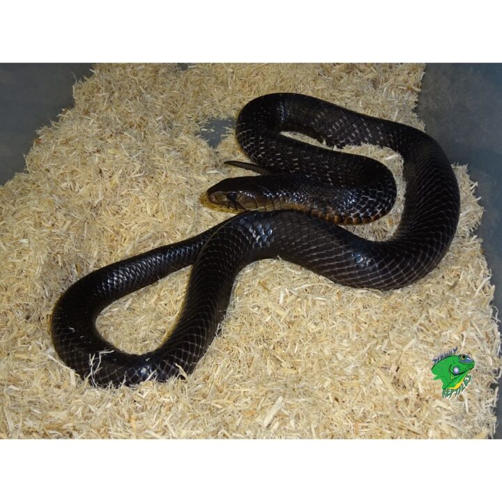 grown texas indigo snake for sale