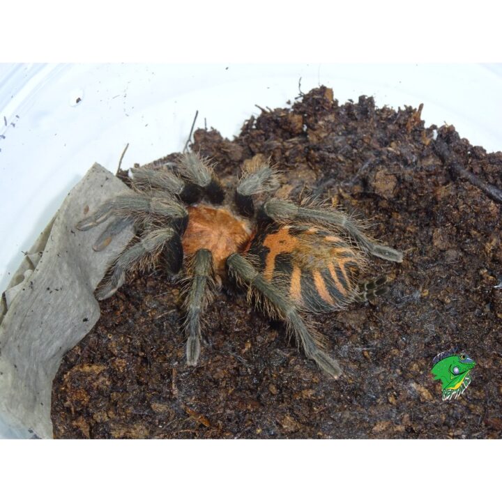 Tiger Rump Tarantula 3 inch