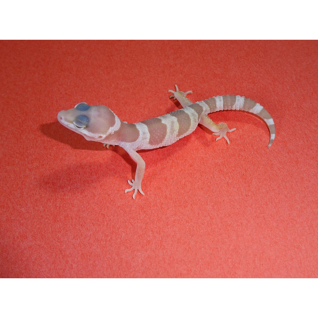 baby albino leopard gecko