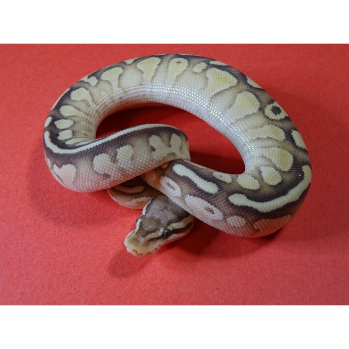 Pastel Nuclear Ball Python baby
