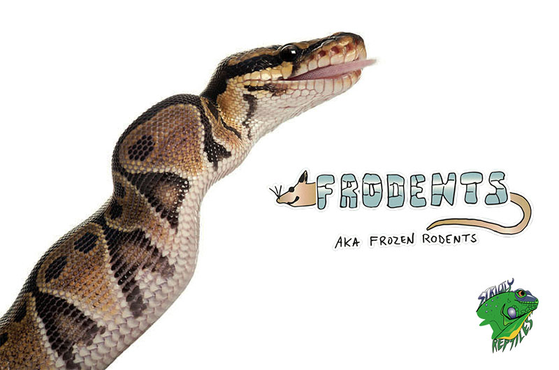 Frozen Rats For Snakes Frozen Rodents For Sale Online