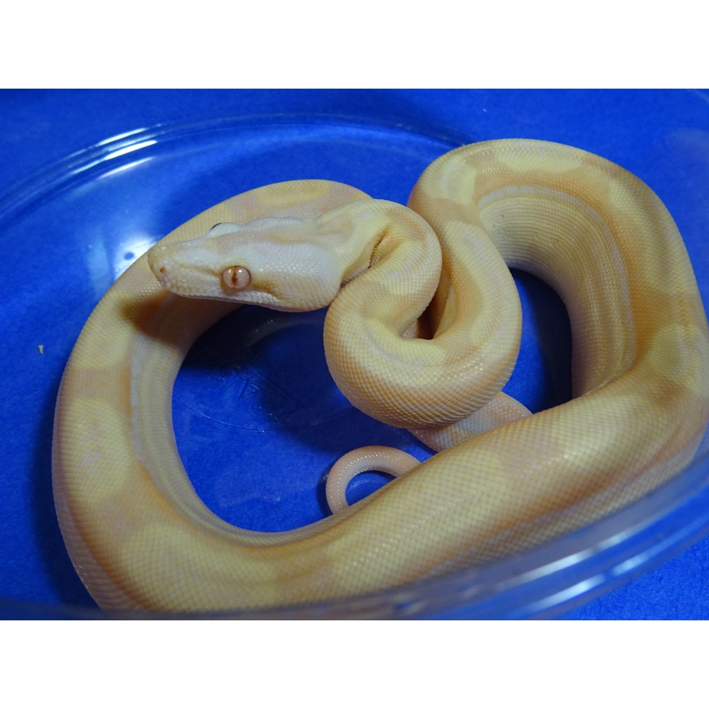 baby albino boa constrictor for sale