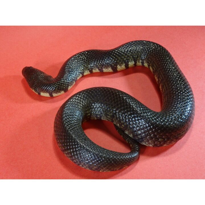 Bocourt Water Snake female color