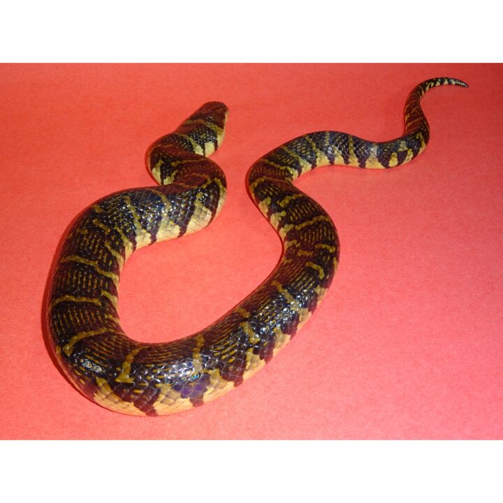 Bocourt Water Snake on red