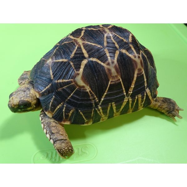 Burmese Star Tortoise - 6 to 7 inch pair - Strictly Reptiles