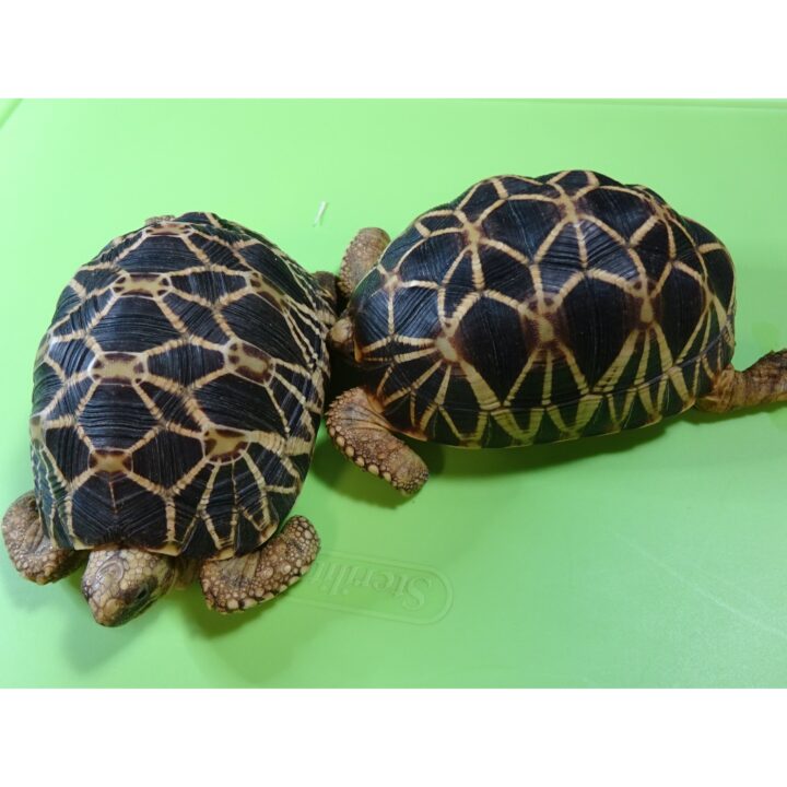 Burmese Star Tortoises females