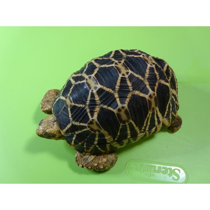 Burmese Star tortoise female